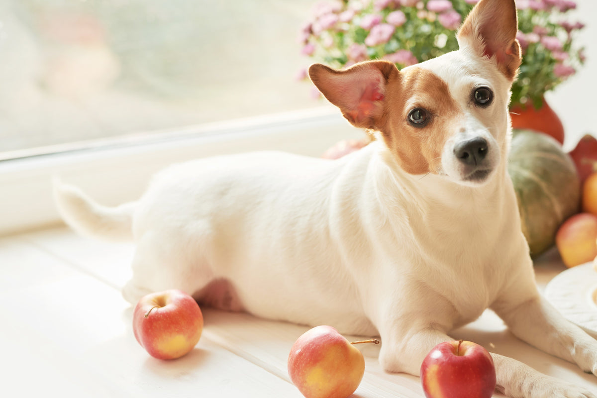 Can Dogs Eat Apples Skipper s Pet Products