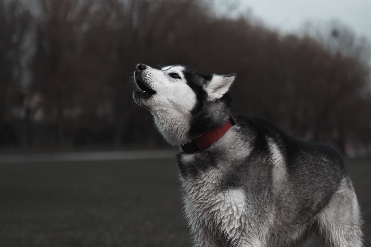 How to train dog not to deals bark at other dogs on walks