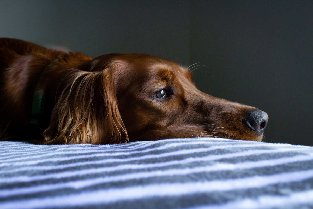 Tips for the Bored, Attention-Seeking Dog