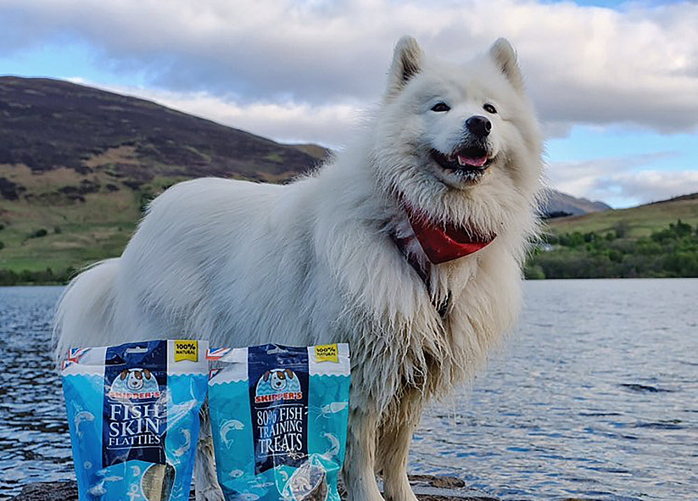 Best dog food for clearance samoyeds