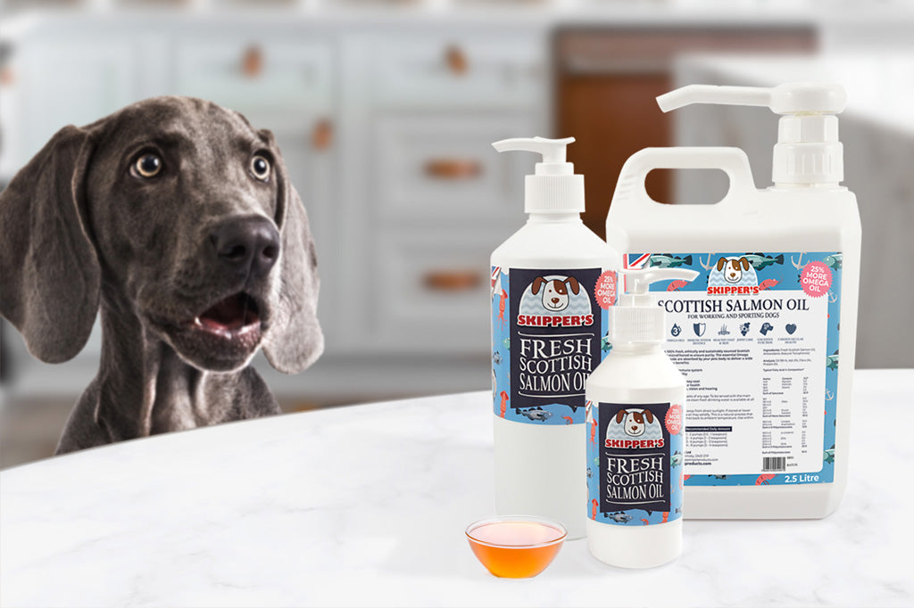 Salmon oil clearance good for dogs