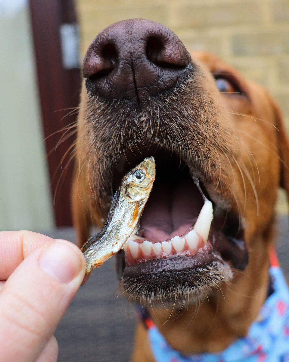 Fish powder for outlet dogs