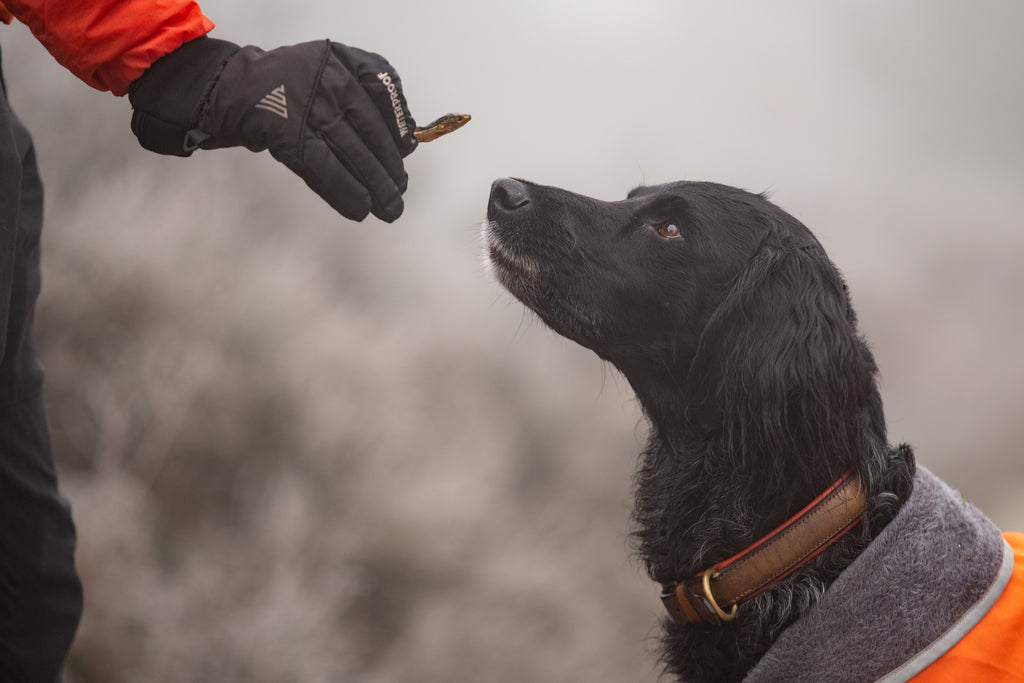 Dog being given a soft dog treat