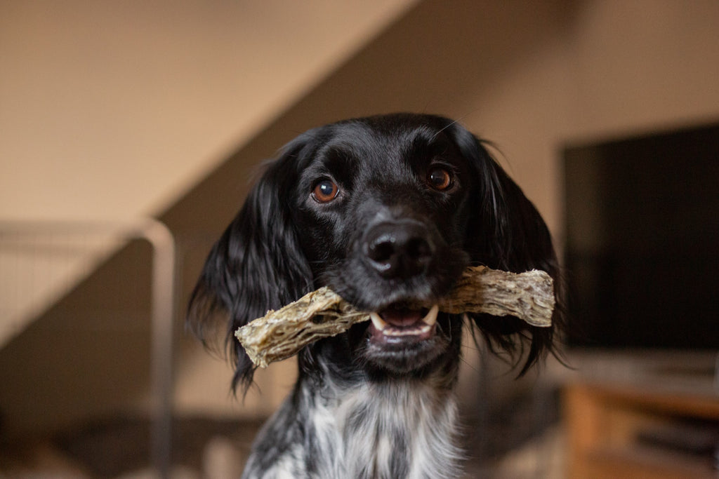 How to Phase Out Treats | What To Do if Your Dog is Treat Dependent