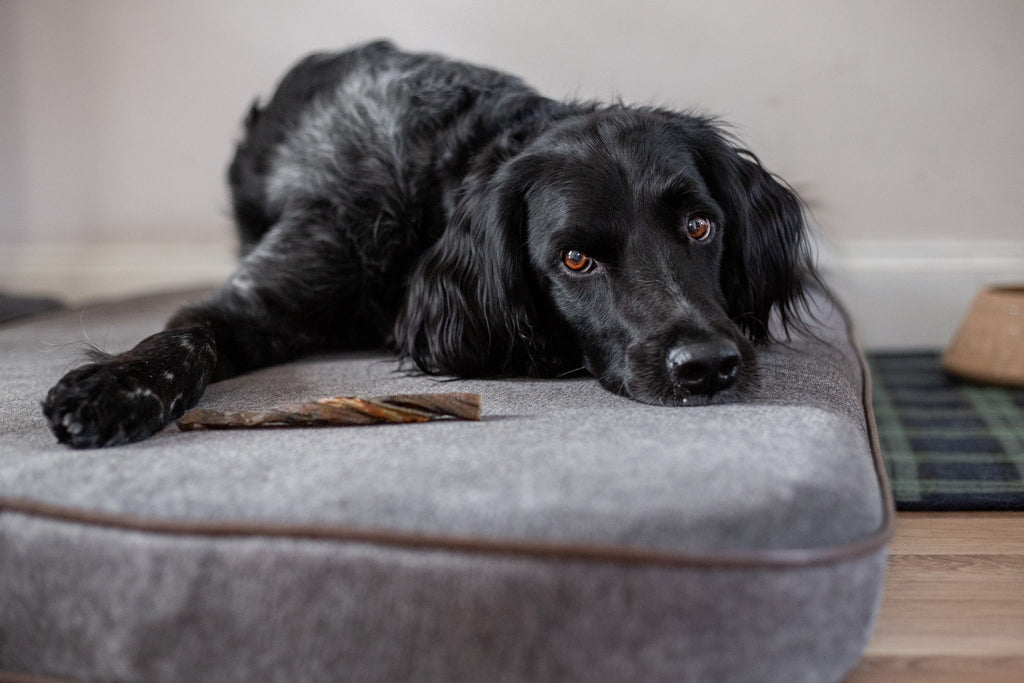 Dog laid on dog bed with treat