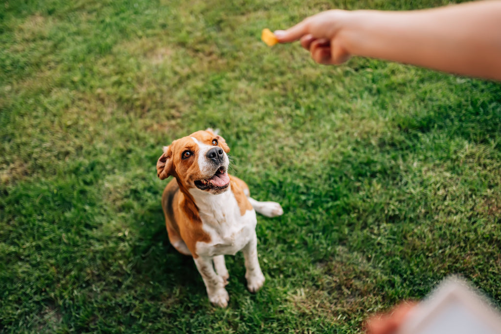 Ingredients to Avoid in Dog Treats | Harmful & Unsafe Ingredients