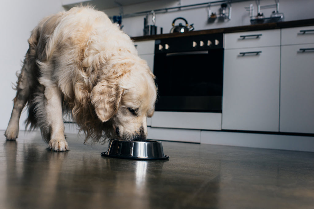 Senior dog eating food