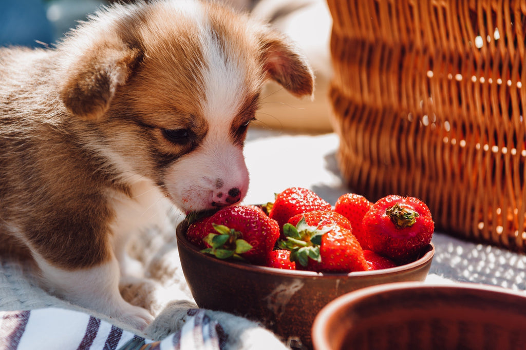 Can Dogs Eat Strawberries?