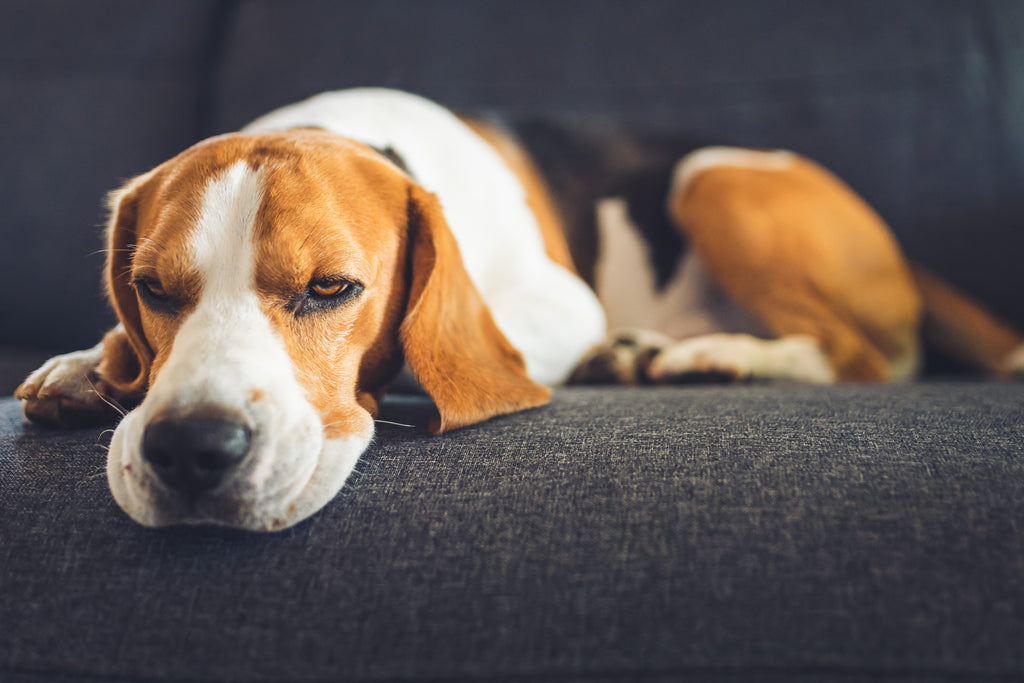 Why is My Dog Lethargic? | Causes & Treatments