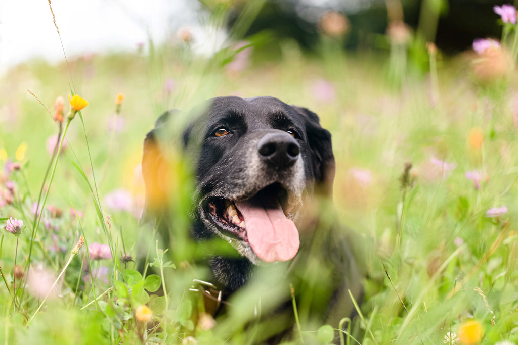 Dog in field