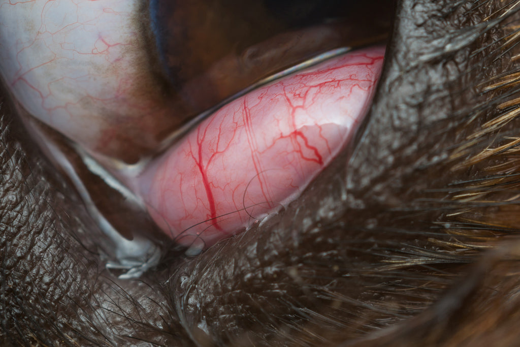 Cherry eye in dogs