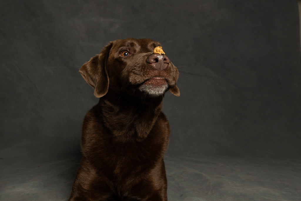 Can Dogs Eat Peanut Butter?