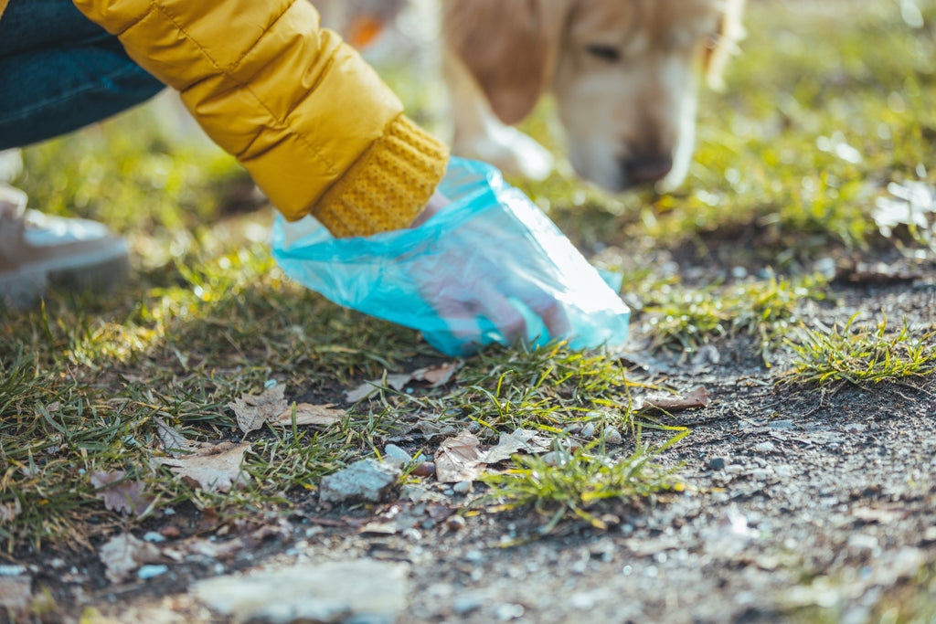 Why Do Dogs Eat Poo? | How to Stop it