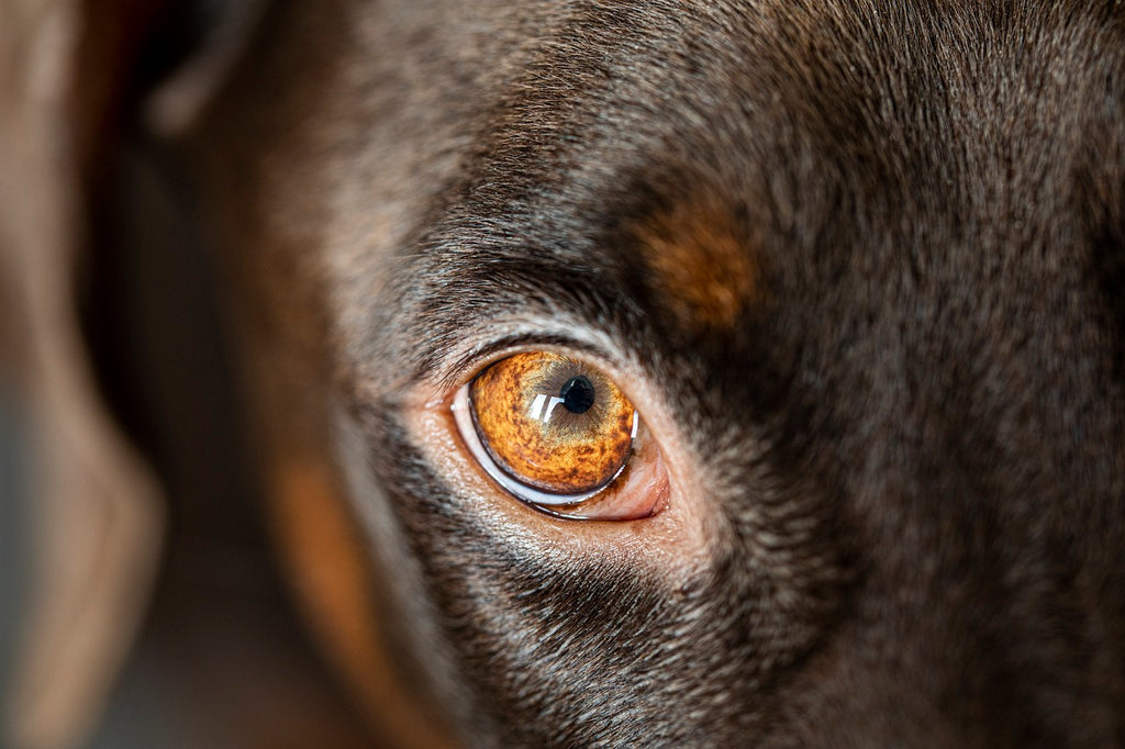 Dog eye