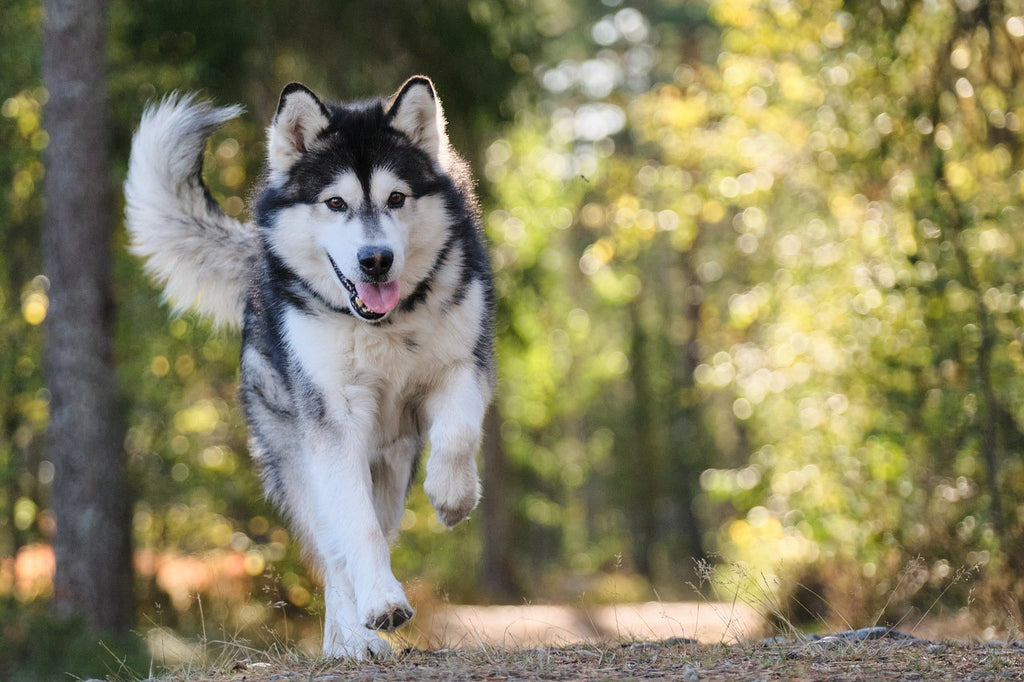 dog running in trees