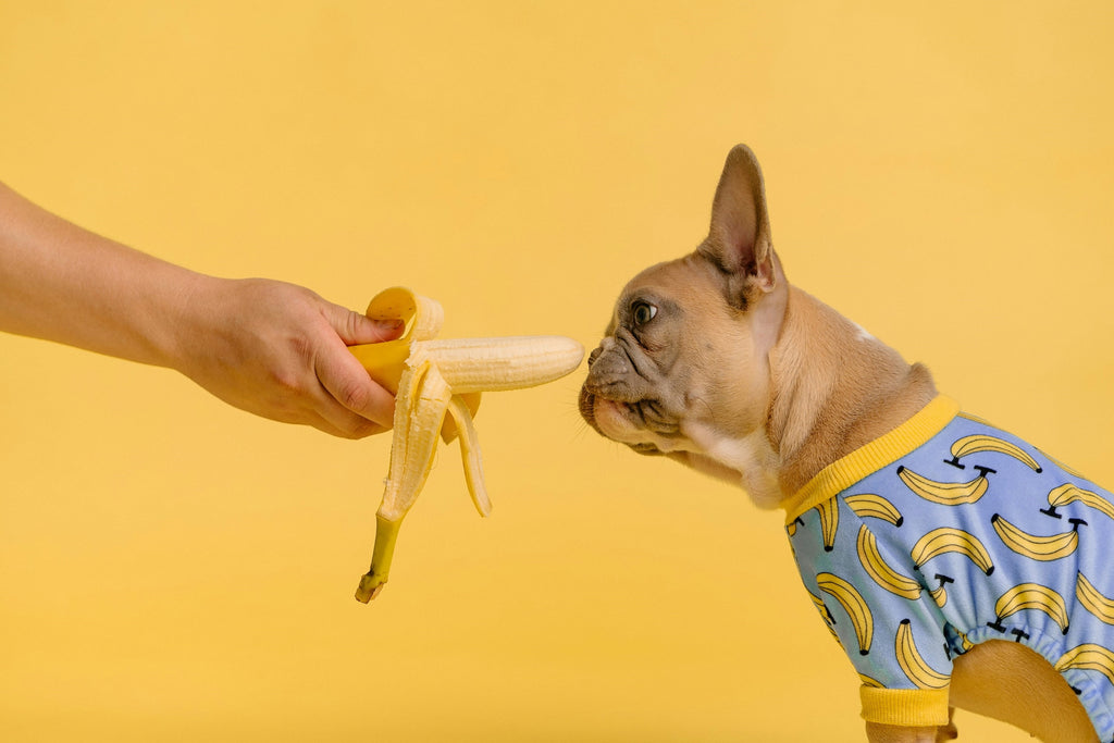 Can Dogs Eat Bananas?