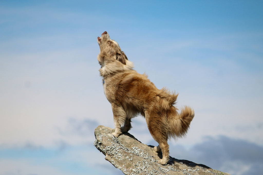 Why Do Dogs Howl?