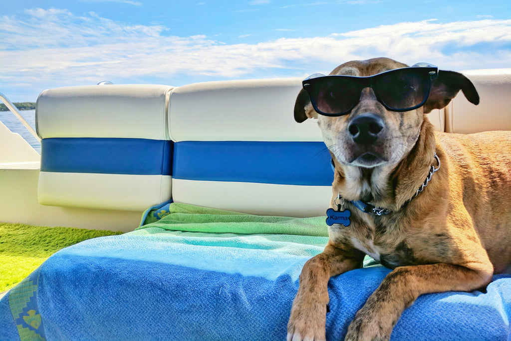 Dog with sunglasses in summer under shade