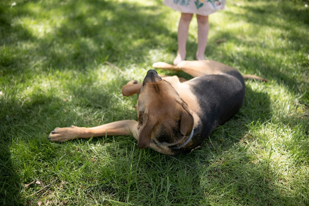 How to Teach Your Dog to Roll Over with Louise and Ivy