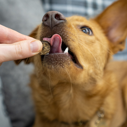 Tasty Turkey Slices