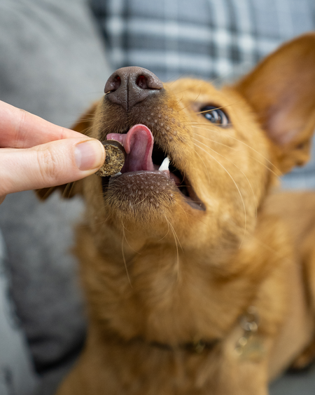 Tasty Turkey Slices