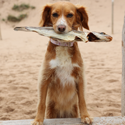 Whole Dried Haddock