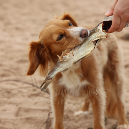 Whole Dried Haddock