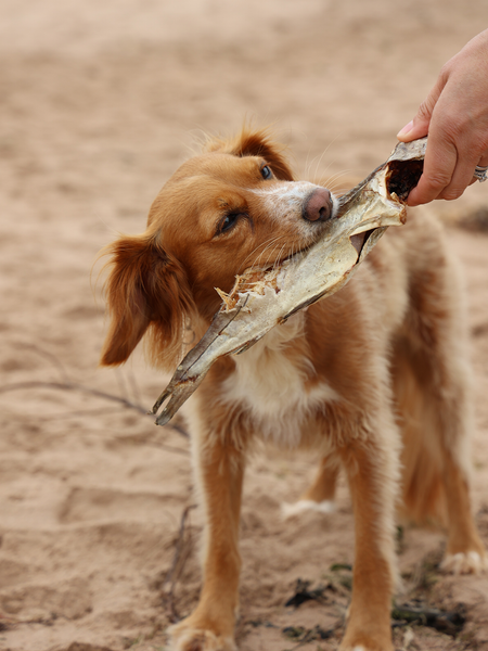 Whole Dried Haddock