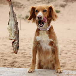 Whole Dried Haddock