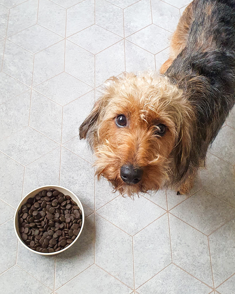 What Is Hypoallergenic Dog Food and Is It Right For My Dog Skipper s Pet Products